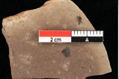 Foto (Detailansicht) von Asterocalyx styriacus Ettingshausen (NHMW-GEO-2024-0188-0422)